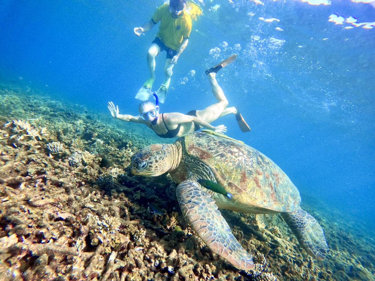 Depuis Koh Tao : Excursion d'une journée de plongée en apnée à Ko Tao et Ko Nang Yuan avec repas